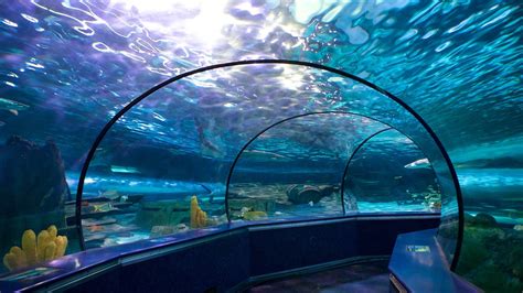 Ripley's Aquarium of Myrtle Beach 4 9,229 reviews #19 of 110 things to do in Myrtle Beach Aquariums Open now 9:00 AM - 9:00 PM Write a review About Glide on 330ft moving path beneath the Dangerous Reef! TOUCH sharks, stingrays, hermit crabs & jellies! Experience a world of eels, colorful fish, mermaids & poisonous predators! 